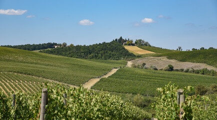 Fototapeta na wymiar Tipico scenario di vitigni nel Chianti