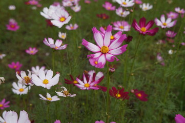 Pink flowers in the flower fields give a feeling of relaxation and freshness.