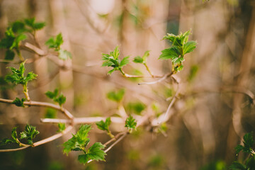 Green leaves bloom on a branch. Spring time of the year. Beautiful background blur.