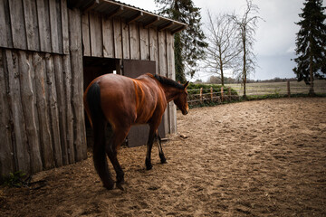 Ein braunes Pferd steht auf der Weide vor dem Stall, es ist &uuml;berall viel Sand. Im Hintergrund ist ein Fels, B&auml;ume und Himmel. Es ist April und tags&uuml;ber