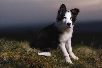 Fototapeta premium Border Collie sheep dog puppy 8 weeks old on a farm in South Wales
