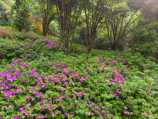 Early spring aerial scenery of Moshan Rhododendron Garden in East Lake, Wuhan, Hubei, China