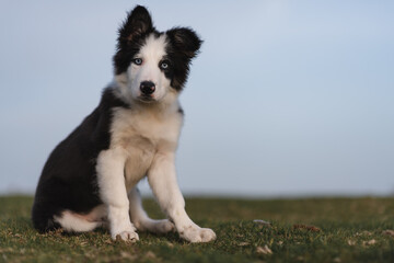 Border Collie sheep dog puppy 8 weeks old on a farm in South Wales