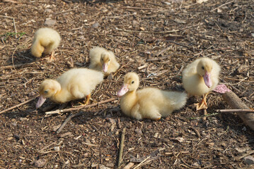 Baby Duck or Duckling in the Farm Lawn in the Morning.