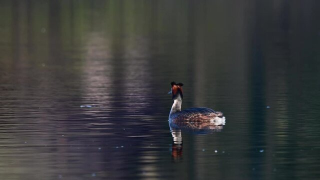 Great crested grebe swimming on the lake and watch,  spring, (podiceps cristatus), germany
