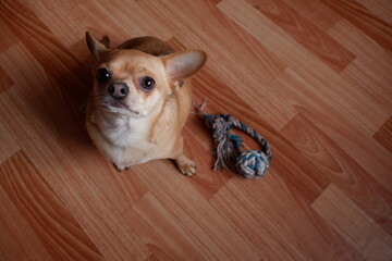 cute dog look