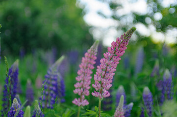 Lush lilac bushes blooming in spring