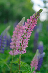 Lush lilac bushes blooming in spring