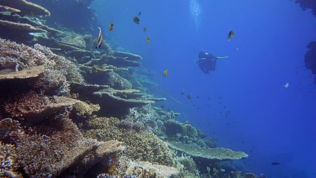 Beautiful reef slope with swimming diver