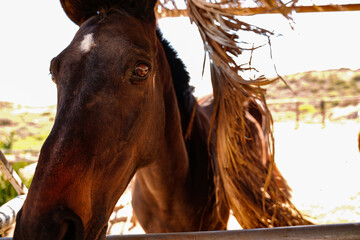 Closeup portrait of beautiful horse looking at camera.