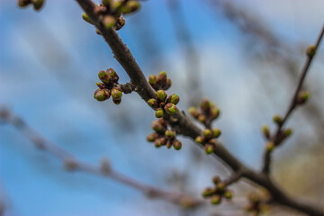 A branch of an apple tree with swollen buds against the blue sky.