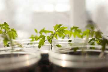 Fototapeta na wymiar Green tomato seedlings in plastic transparent pots.