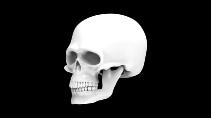 Skull of the human isolated on a black background. Black and white 3d render. White skull