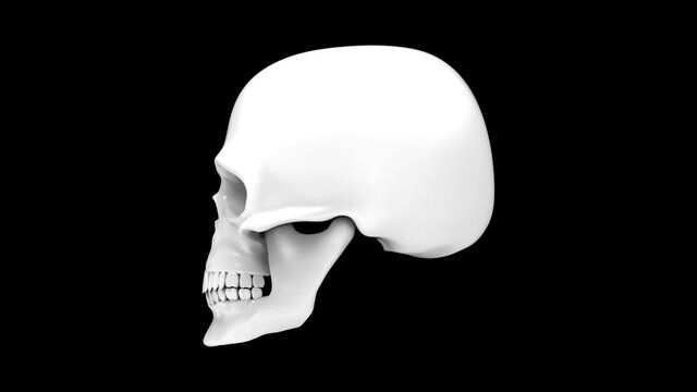 Skull of the human isolated on a blue background. 3d render white skull. Skull in profile