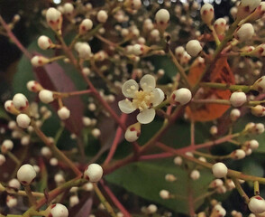 Flor del Photinia: Planta roja del petirrojo