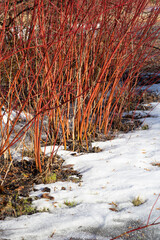 In early spring, red willow bushes on a snow-covered meadow vertical orientation © Dmitriy Os Ivanov