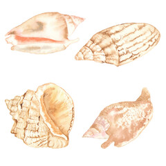 Watercolor collection of seashells. Perfect for printing, web, textile design, various souvenirs and other creative ideas.