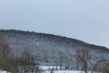 Winterwald