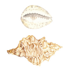 Beautiful seashells. Perfect for printing, web, textile design, various souvenirs and other creative ideas.