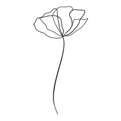 line drawing of poppies, line drawing of field poppies - obrazy, fototapety, plakaty