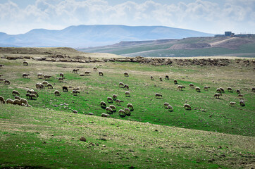 Fototapeta na wymiar Sheep Grazing on Judean Hills