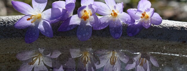 The first crocus flowers in spring