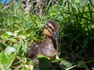 Caneton dans l'herbe.