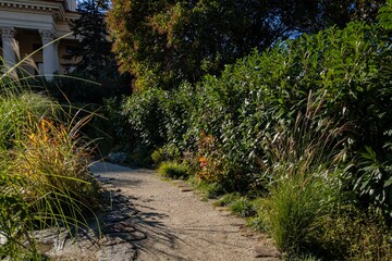 Small landscape phytopark with thickets of exotic plants behind  Winter Theater in resort town of Sochi. Hedge of cherry laurel (Prunus laurocerasus) bushes along footpath around old overgrown pond.