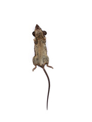 Obraz premium rat isolated on white background