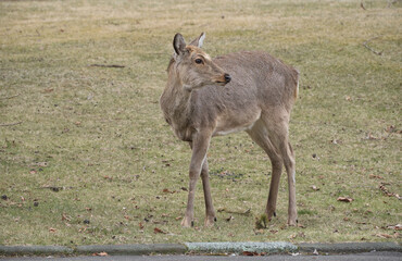 エゾシカ（Hokkaido Sika Deer）