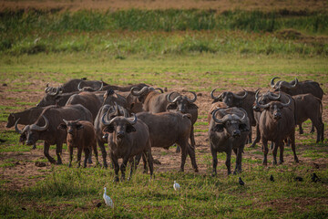 Naklejka na ściany i meble Buffalo in savannah in Murchison National Park, Uganda, Africa