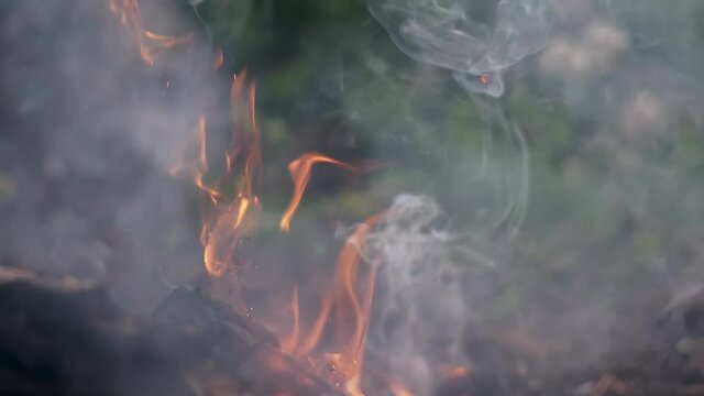 Bonefire in the forest, Fire flames in campfire, slow motion. Close up