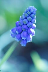 eine blaue Blume mit kleinen Bl&uuml;ten, es ist eine Hyazinthe in einer Macro Aufnahme 