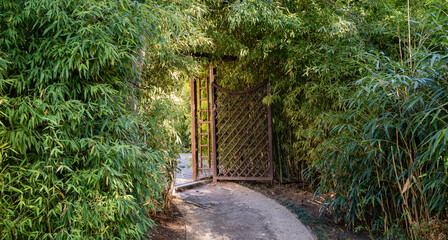 Thickets of natural green bamboo Phyllostachys aureosulcata in the center of  resort city of Sochi. Bamboo grows along road near Winter Theater. Close-up. Nature concept for design.