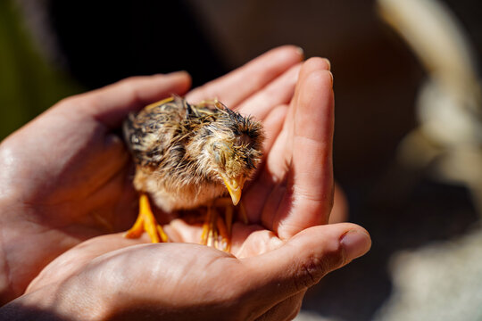 Photo of a little bird chick in a human hands.