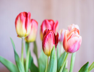Obraz premium Bouquet of red tulips with green leaves