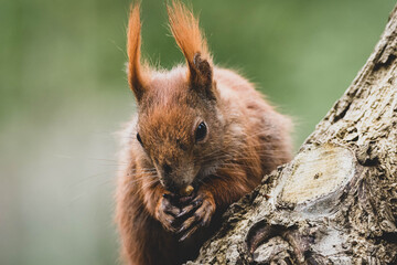 Eichhörnchen Nahaufnahme Stadtpark
