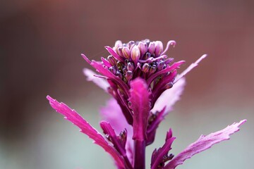 ein Kohl ist am blühen, eine schöne lila Blume oder Pflanze in einer Macro aufnahme