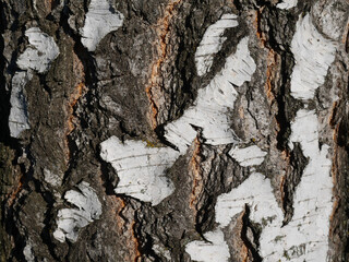 The texture of the birch bark with a predominance of the black part. Close