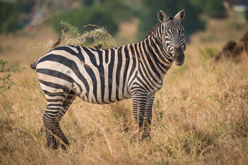 Fototapeta na wymiar zebra in the wild in Kidepo Valley, Uganda, Africa