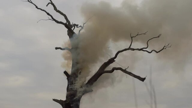 burning big dry tree 
