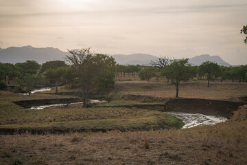 Fototapeta na wymiar landscape with a tree in the savannah in Kidepo Valley, Uganda, Africa