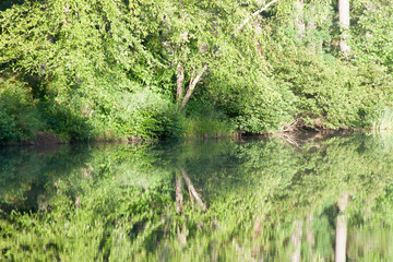 Grass and growth reflected in water for an abstraction