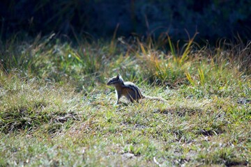 Chipmunk in grass