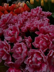 red tulips in the garden 