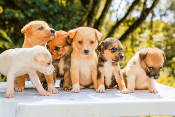 Animal Pet Dog Portrait