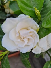 gandoraj flower on the roof