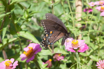A lovely butterfly collecting pollen from a flower