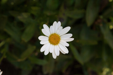 Fototapeta premium Daisy in the garden