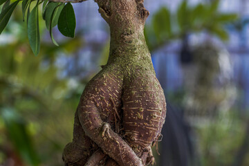 Bonzai root